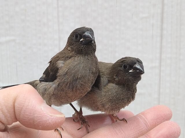 おそらく当店初🎉ヨーロッパ十姉妹ヒナさん ヨーロッパ十姉妹