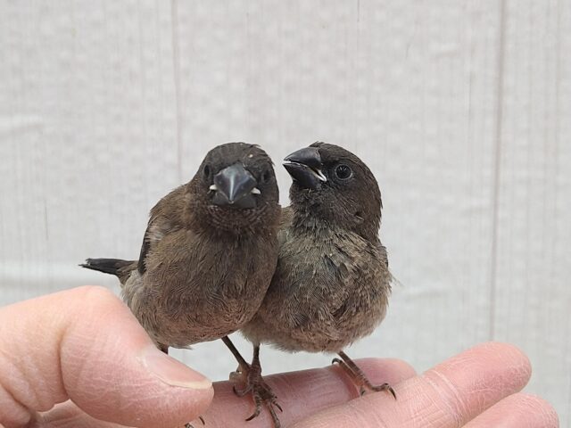 おそらく当店初🎉ヨーロッパ十姉妹ヒナさん ヨーロッパ十姉妹