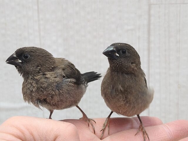 おそらく当店初🎉ヨーロッパ十姉妹ヒナさん ヨーロッパ十姉妹
