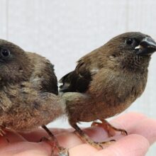 おそらく当店初🎉ヨーロッパ十姉妹ヒナさん