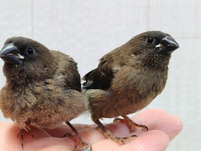おそらく当店初🎉ヨーロッパ十姉妹ヒナさん