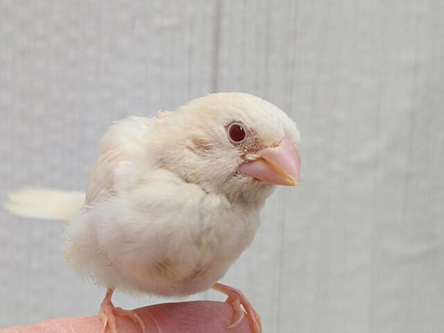 おそらく当店初🎉ヨーロッパ十姉妹ヒナさん〜クリームイノ ヨーロッパ十姉妹