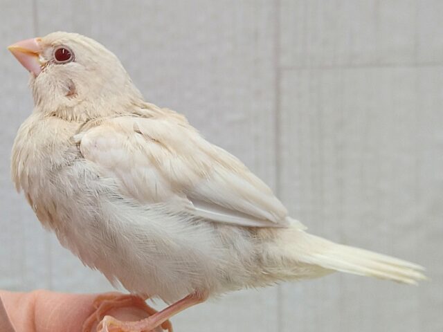 おそらく当店初🎉ヨーロッパ十姉妹ヒナさん〜クリームイノ ヨーロッパ十姉妹