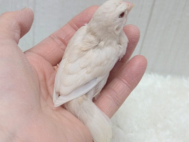 おそらく当店初🎉ヨーロッパ十姉妹ヒナさん〜クリームイノ ヨーロッパ十姉妹