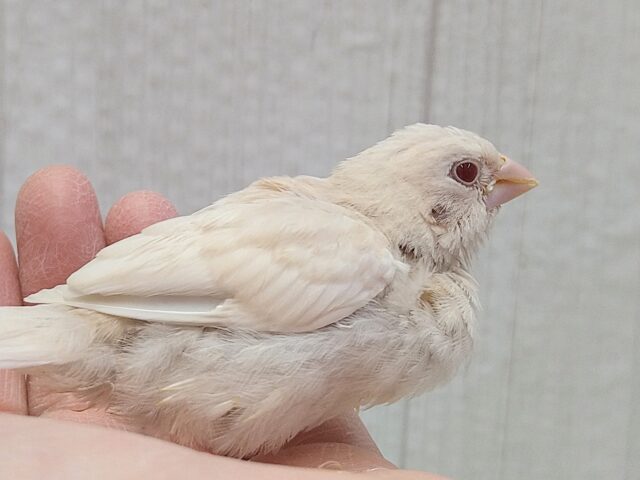 おそらく当店初🎉ヨーロッパ十姉妹ヒナさん〜クリームイノ ヨーロッパ十姉妹