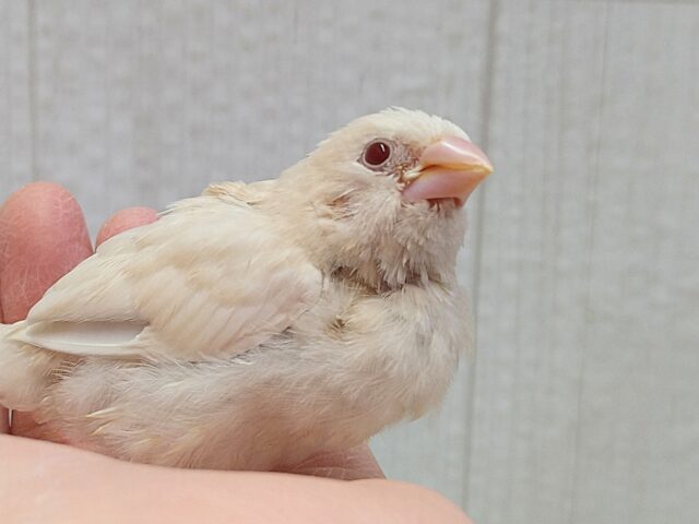 おそらく当店初🎉ヨーロッパ十姉妹ヒナさん〜クリームイノ