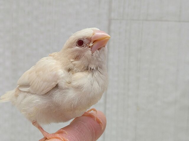 おそらく当店初🎉ヨーロッパ十姉妹ヒナさん〜クリームイノ ヨーロッパ十姉妹