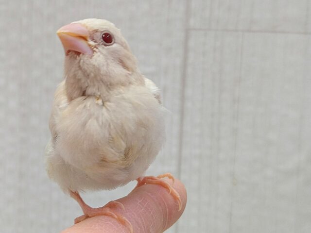 おそらく当店初🎉ヨーロッパ十姉妹ヒナさん〜クリームイノ ヨーロッパ十姉妹