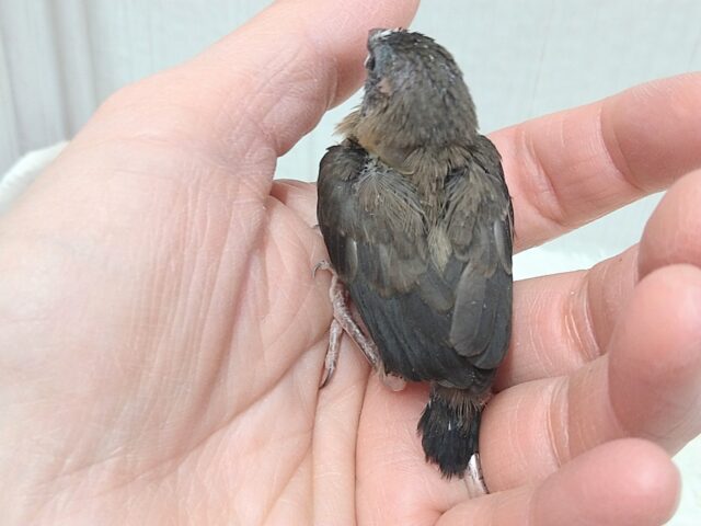 ビターチョコレートみたいなカラーの十姉妹ヒナさん来ました〜 十姉妹(ジュウシマツ)