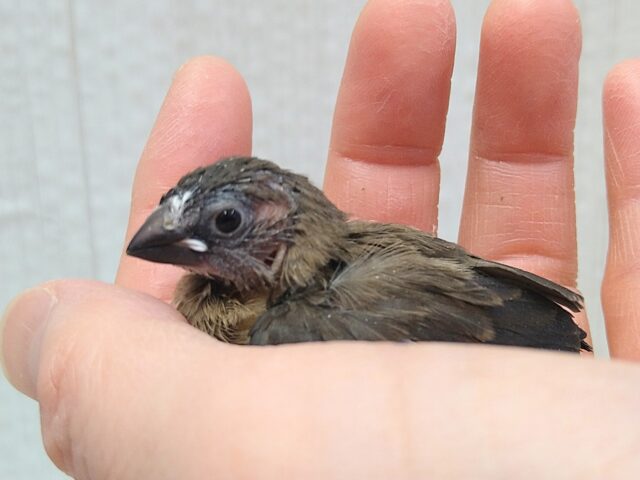 ビターチョコレートみたいなカラーの十姉妹ヒナさん来ました〜 十姉妹(ジュウシマツ)