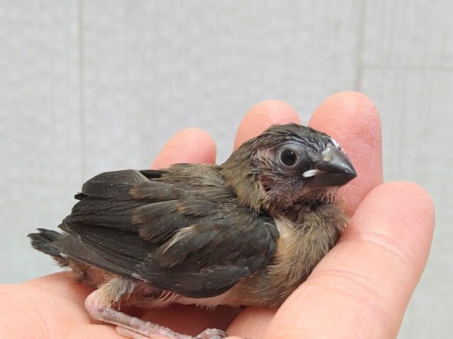 ビターチョコレートみたいなカラーの十姉妹ヒナさん来ました〜 十姉妹(ジュウシマツ)