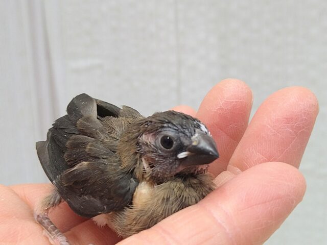 ビターチョコレートみたいなカラーの十姉妹ヒナさん来ました〜 十姉妹(ジュウシマツ)
