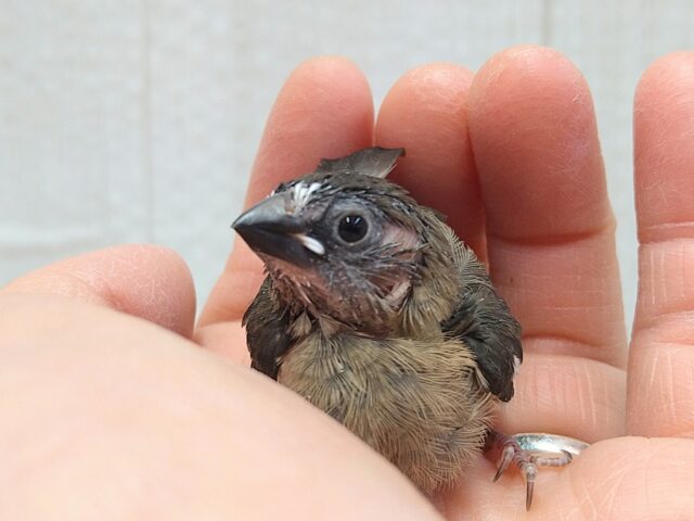 ビターチョコレートみたいなカラーの十姉妹ヒナさん来ました〜 十姉妹(ジュウシマツ)