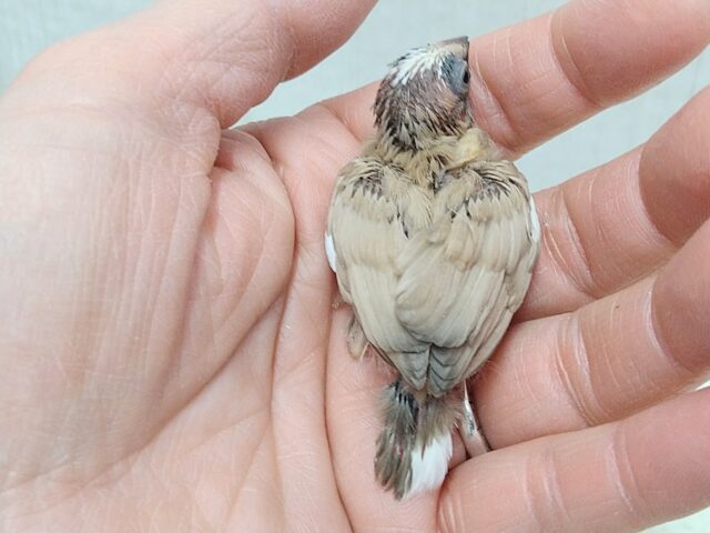 十姉妹（ジュウシマツ）