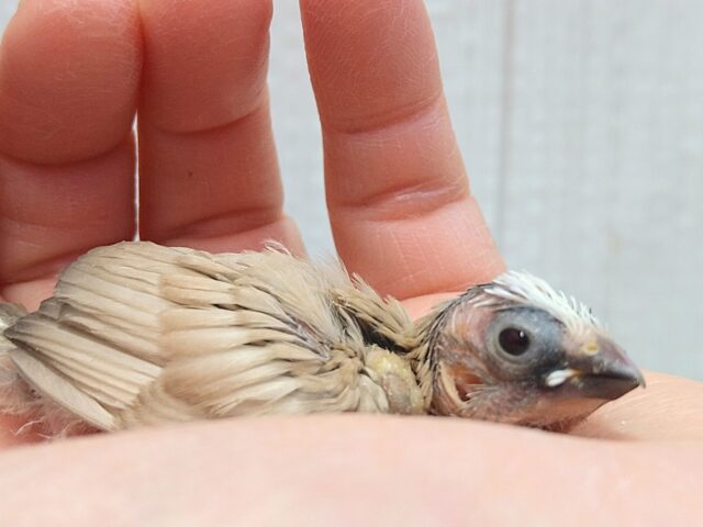 優しいモンブラン🌰カラーな十姉妹ヒナさん来ました〜