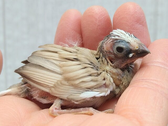 十姉妹（ジュウシマツ）