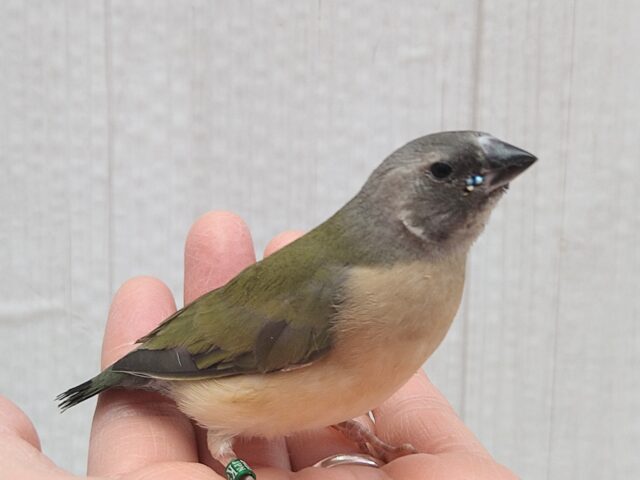 和風美形！コキン鳥ヒナさん来ました〜