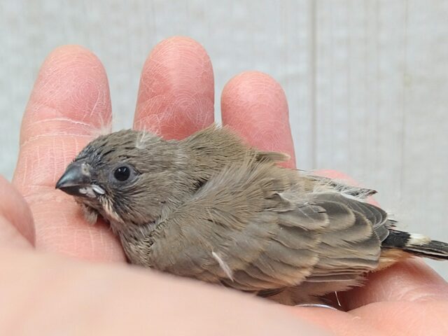 ニ〜ニ〜の鳴き声がPretty🎵キンカ鳥ヒナさんノーマル 錦花鳥(キンカチョウ)