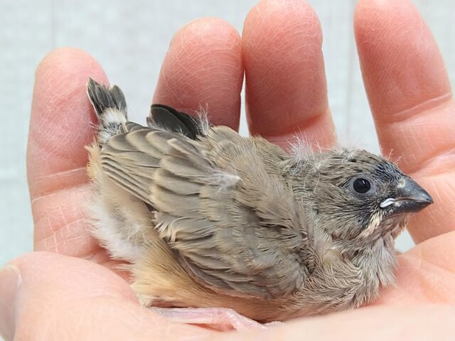 ニ〜ニ〜の鳴き声がPretty🎵キンカ鳥ヒナさんノーマル 錦花鳥(キンカチョウ)