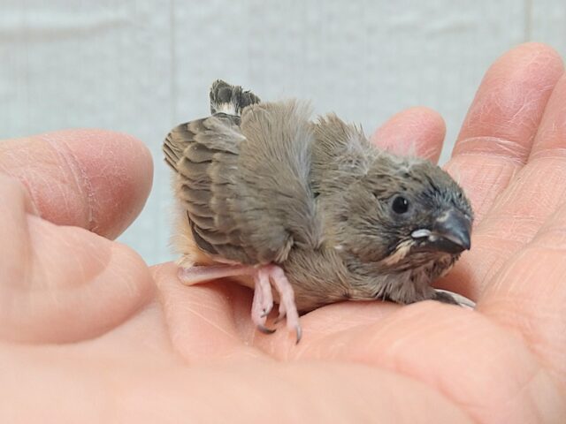 ニ〜ニ〜の鳴き声がPretty🎵キンカ鳥ヒナさんノーマル 錦花鳥(キンカチョウ)