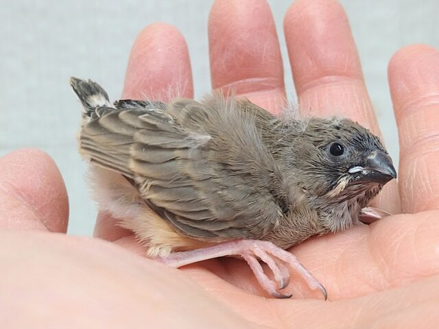 ニ〜ニ〜の鳴き声がPretty🎵キンカ鳥ヒナさんノーマル 錦花鳥(キンカチョウ)