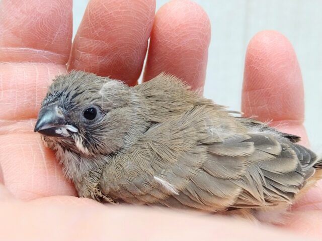 ニ〜ニ〜の鳴き声がPretty🎵キンカ鳥ヒナさんノーマル