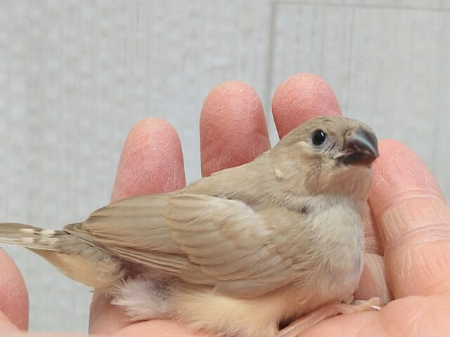 錦花鳥（キンカチョウ）