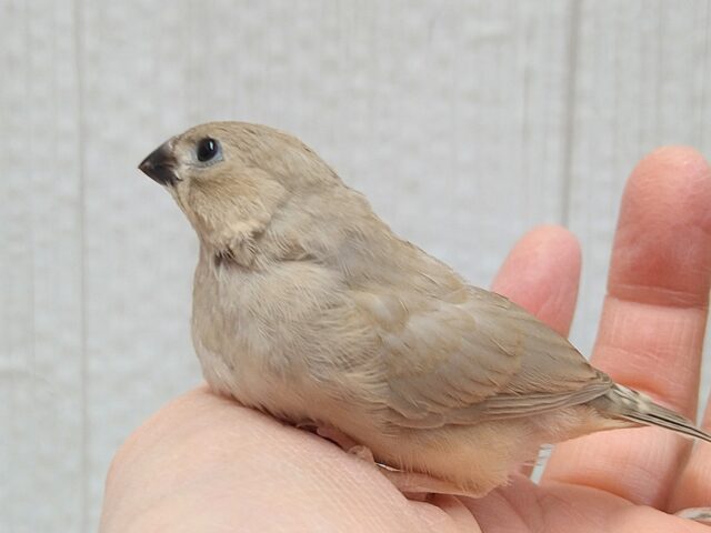 錦花鳥（キンカチョウ）