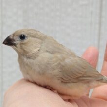 美❇️ベージュカラーなキンカ鳥ヒナさん🤎フォーン