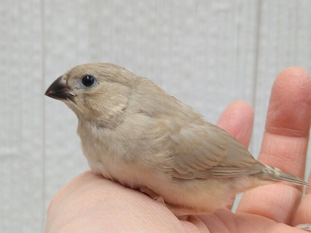 美❇️ベージュカラーなキンカ鳥ヒナさん🤎フォーン
