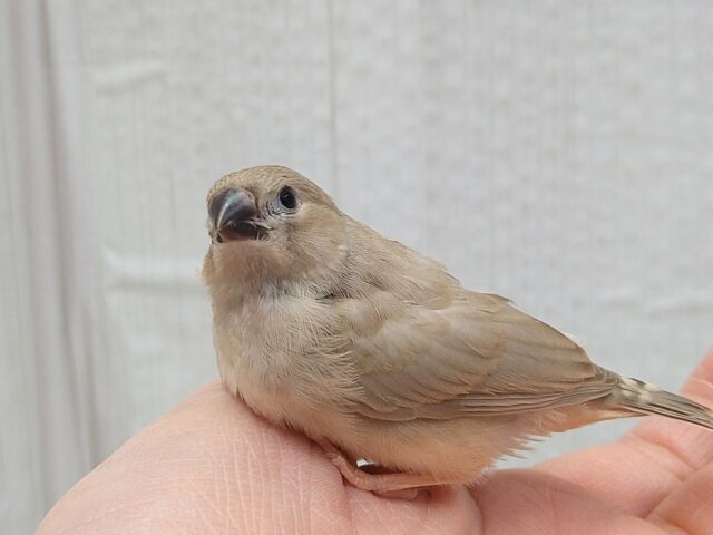 錦花鳥（キンカチョウ）