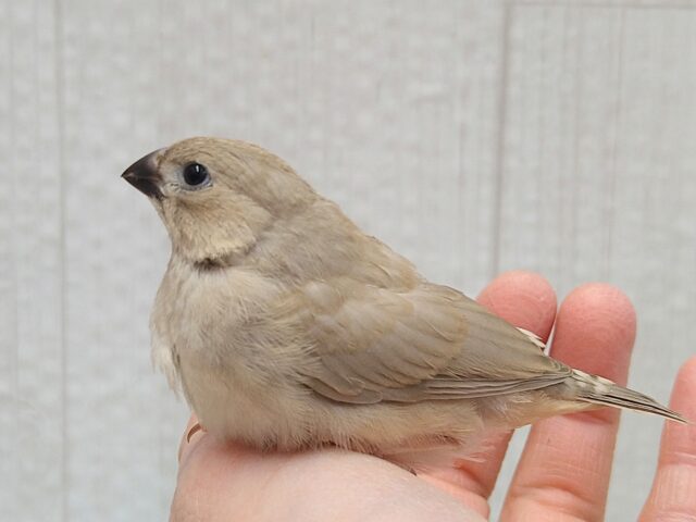 錦花鳥（キンカチョウ）