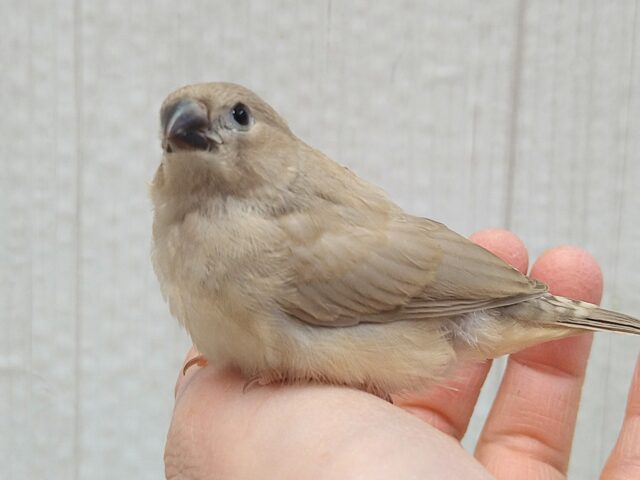 錦花鳥（キンカチョウ）