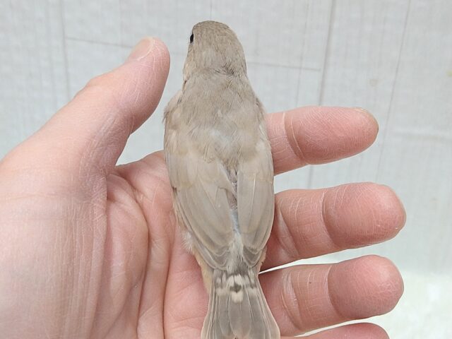 錦花鳥（キンカチョウ）