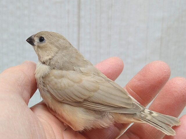 錦花鳥（キンカチョウ）