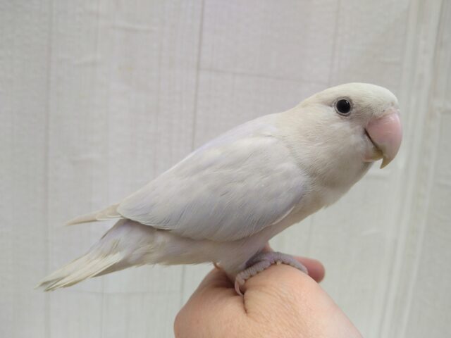 激カワ💕美カラー✨なコザクラインコのリドさん