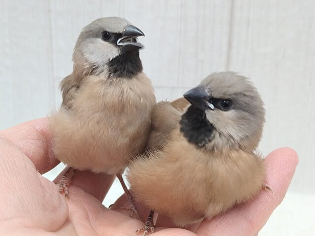 シュバシキンセイチョウ