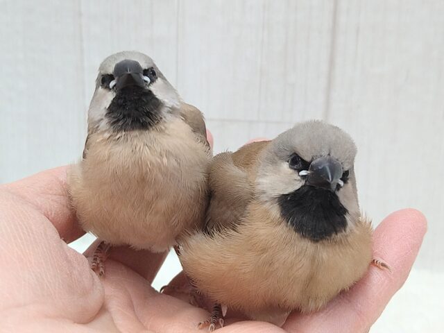シュバシキンセイチョウ