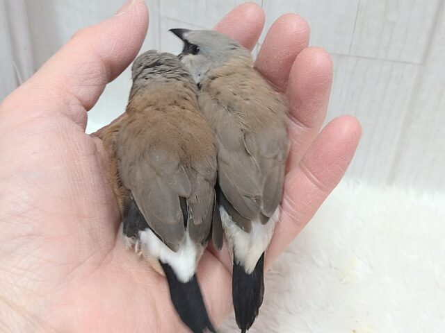 シュバシキンセイチョウ