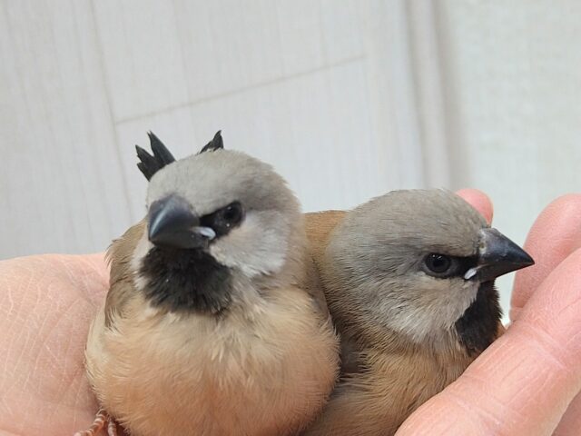 シュバシキンセイチョウ