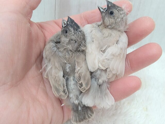 ジャンボキンカチョウ