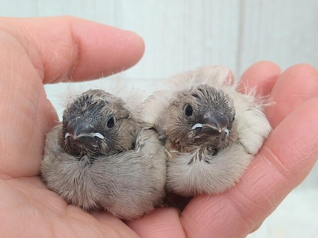 ジャンボキンカチョウ