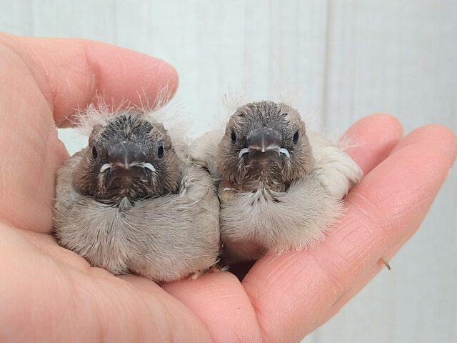 ジャンボキンカチョウ