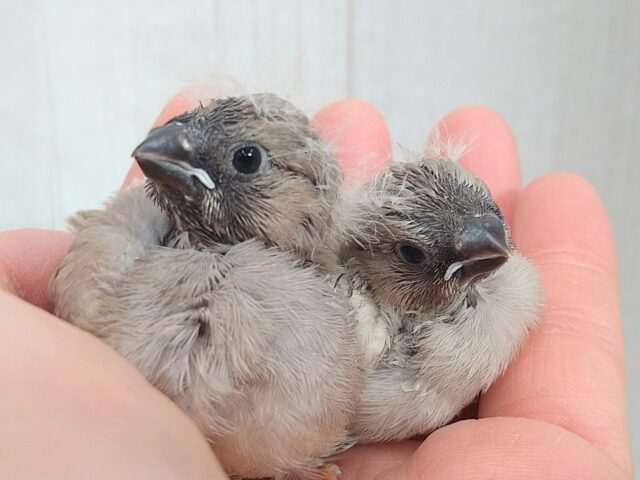 ジャンボキンカチョウ