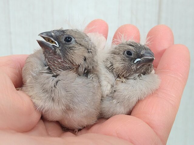 ジャンボキンカチョウ