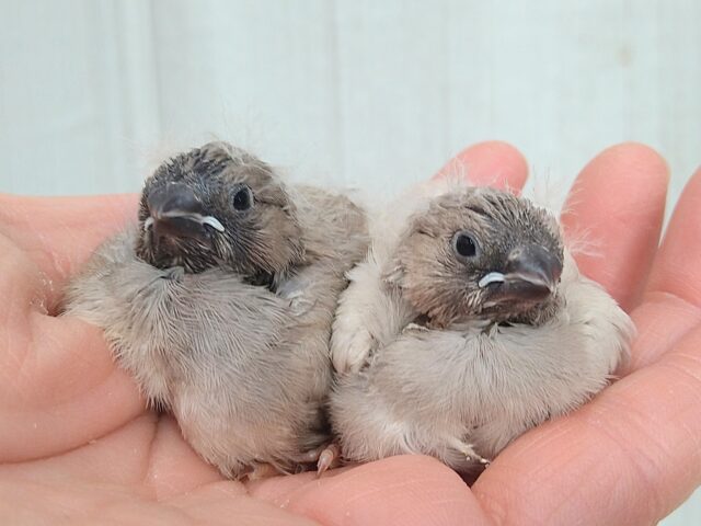 ジャンボキンカチョウ