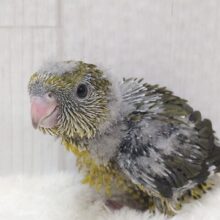 リ〜ポポポポ〜🎵サザナミインコヒナさん来ました〜