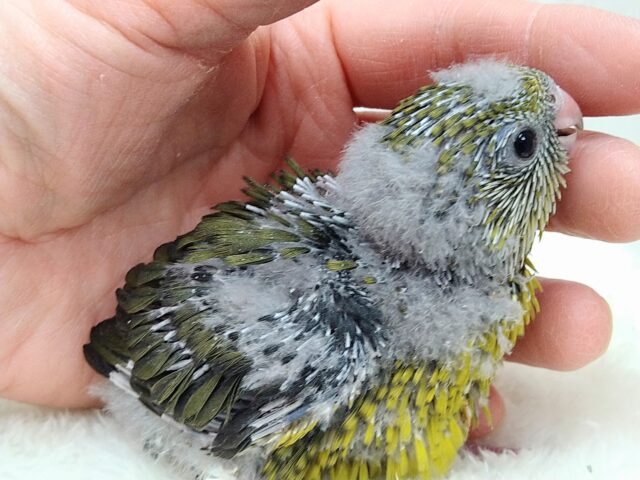 サザナミインコ