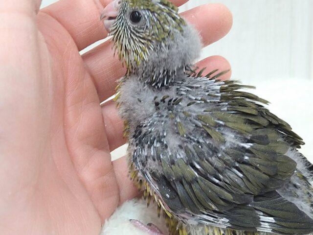 サザナミインコ