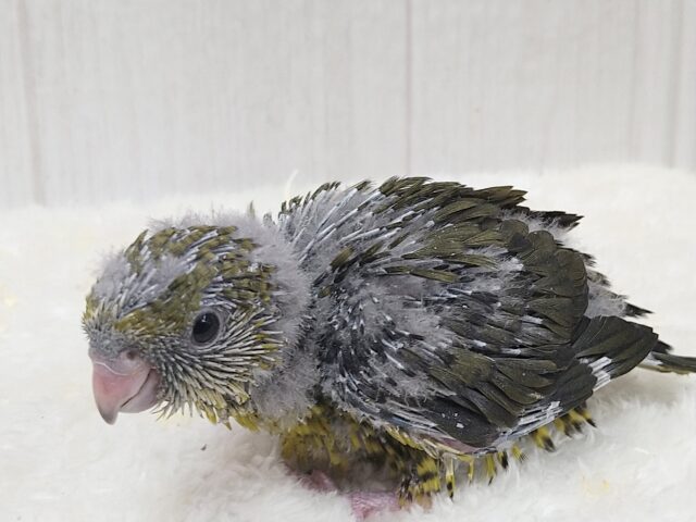 サザナミインコ